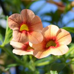 Minipetúnie, Million Bells 'Hula Gold' - Calibrachoa hybrida 'Hula Gold'