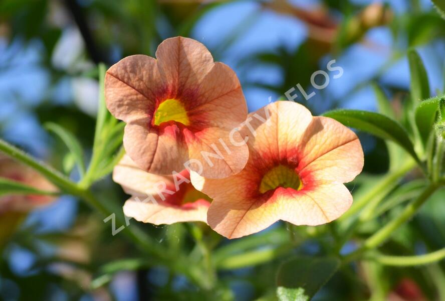 Minipetúnie, Million Bells 'Hula Gold' - Calibrachoa hybrida 'Hula Gold'