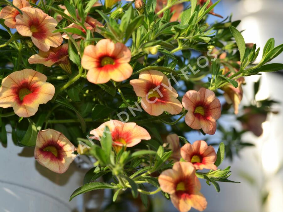 Minipetúnie, Million Bells 'Hula Gold' - Calibrachoa hybrida 'Hula Gold'