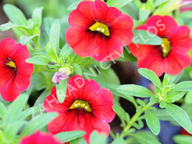 Minipetúnie, Million Bells 'Sweetbells Deep Red' - Calibrachoa hybrida 'Sweetbells Deep Red'