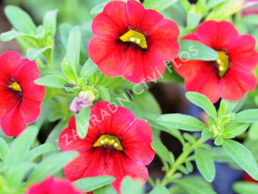 Minipetúnie, Million Bells 'Sweetbells Deep Red' - Calibrachoa hybrida 'Sweetbells Deep Red'