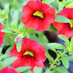 Minipetúnie, Million Bells 'Sweetbells Deep Red' - Calibrachoa hybrida 'Sweetbells Deep Red'