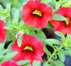 Minipetúnie, Million Bells 'Sweetbells Deep Red' - Calibrachoa hybrida 'Sweetbells Deep Red'