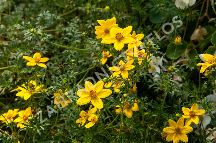 Dvouzubec prutolistý 'Golden Empire' - Bidens ferulifolia 'Golden Empire'