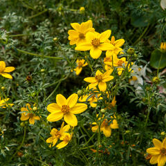 Dvouzubec prutolistý 'Golden Empire' - Bidens ferulifolia 'Golden Empire'