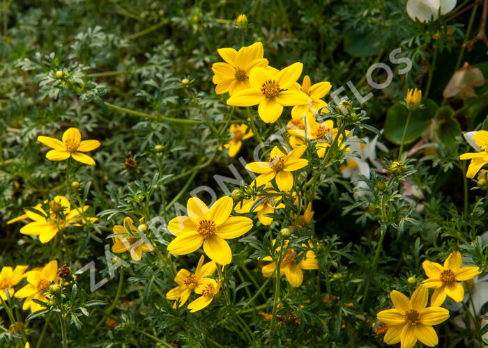 Dvouzubec prutolistý 'Golden Empire' - Bidens ferulifolia 'Golden Empire'