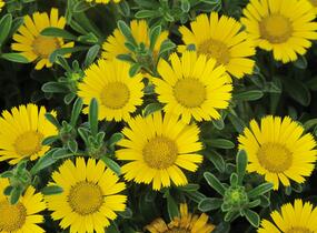 Hvězdička přímořská 'Gnom' - Asteriscus maritimus 'Gnom'