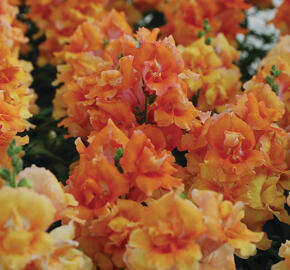 Hledík větší 'Twinny Bronze Shades' - Antirrhinum majus 'Twinny Bronze Shades'