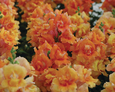 Hledík větší 'Twinny Bronze Shades'