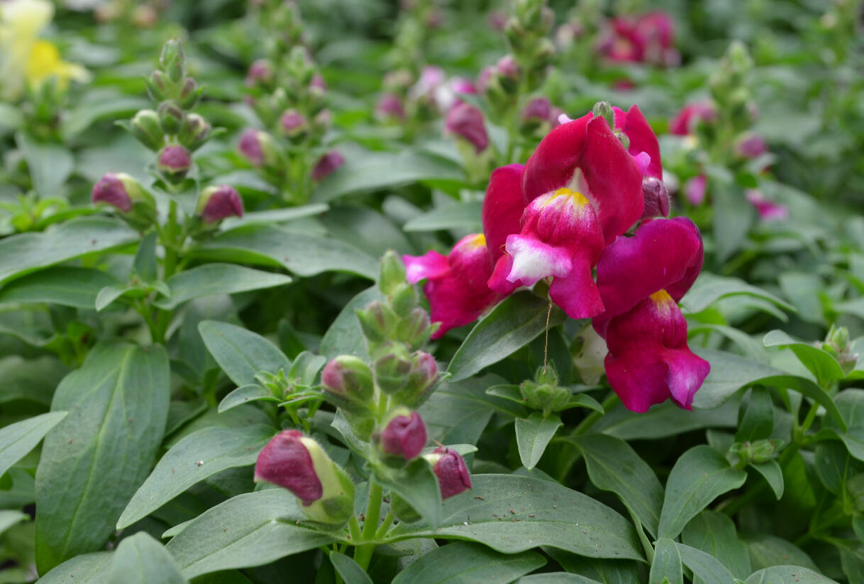 Hledík větší 'Candy Showers Red' - Antirrhinum majus 'Candy Showers Red'