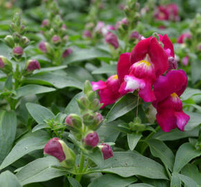 Hledík větší 'Candy Showers Red'