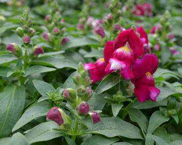 Hledík větší 'Candy Showers Red'