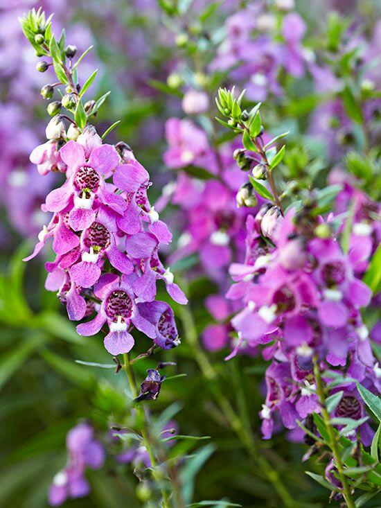 Angelonie úzkolistá 'Angelmist Dark Rose' - Angelonia angustifolia 'Angelmist Dark Rose'