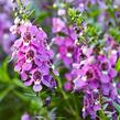 Angelonie úzkolistá 'Angelmist Dark Rose' - Angelonia angustifolia 'Angelmist Dark Rose'