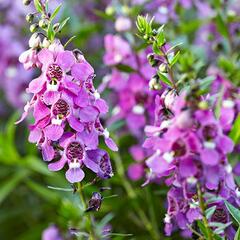 Angelonie úzkolistá 'Angelmist Dark Rose' - Angelonia angustifolia 'Angelmist Dark Rose'