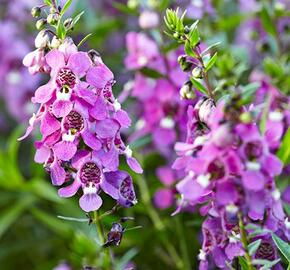 Angelonie úzkolistá 'Angelmist Dark Rose' - Angelonia angustifolia 'Angelmist Dark Rose'