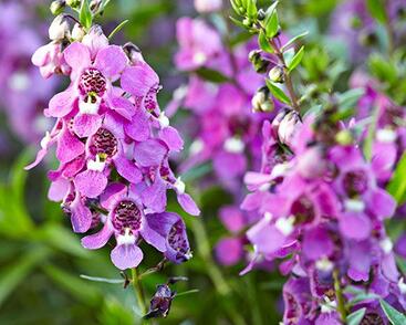 Angelonie úzkolistá 'Angelmist Dark Rose'