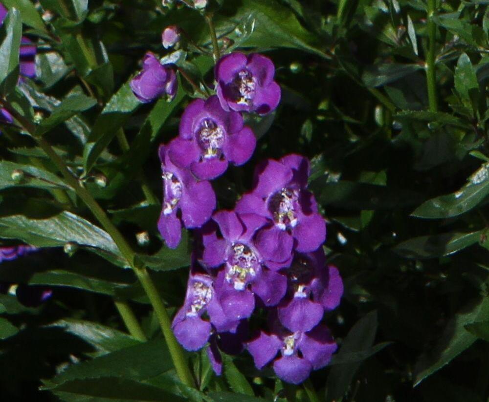 Angelonie úzkolistá 'Angelito Purple' - Angelonia angustifolia 'Angelito Purple'