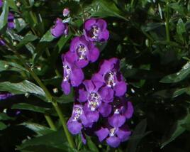 Angelonie úzkolistá 'Angelito Purple'