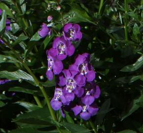 Angelonie úzkolistá 'Angelito Purple' - Angelonia angustifolia 'Angelito Purple'