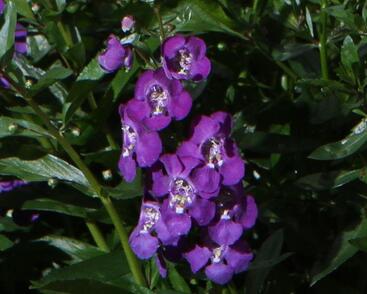 Angelonie úzkolistá 'Angelito Purple'