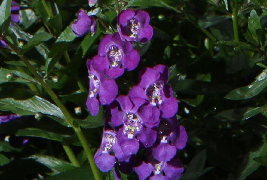 Angelonie úzkolistá 'Angelito Purple' - Angelonia angustifolia 'Angelito Purple'