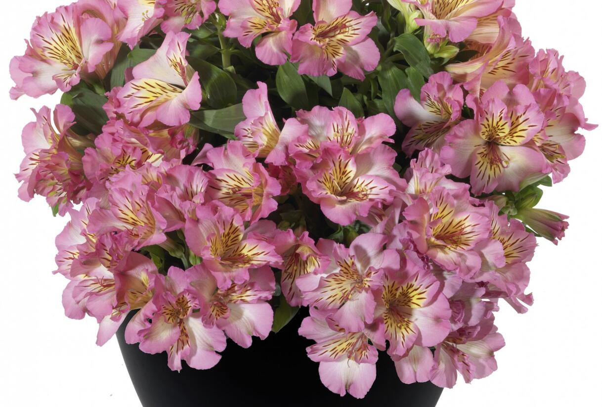 Alstromérie, boubelka 'Inticancha Sunshine' - Alstroemeria hybrida 'Inticancha Sunshine'