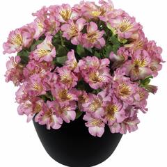 Alstromérie, boubelka 'Inticancha Sunshine' - Alstroemeria hybrida 'Inticancha Sunshine'