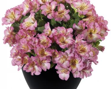 Alstromérie, boubelka 'Inticancha Sunshine'