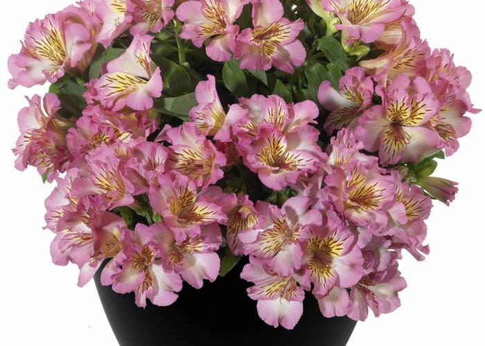 Alstromérie, boubelka 'Inticancha Sunshine' - Alstroemeria hybrida 'Inticancha Sunshine'