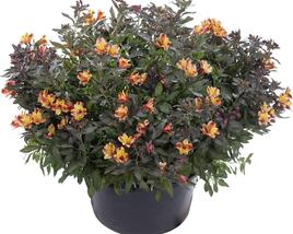 Alstromérie, boubelka 'Indian Summer'