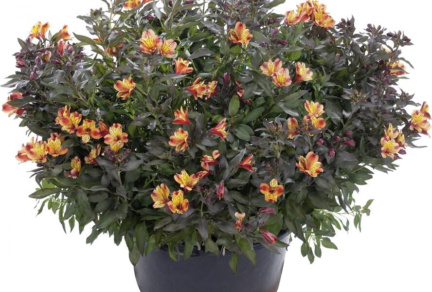 Alstromérie, boubelka 'Indian Summer' - Alstroemeria hybrida 'Indian Summer'