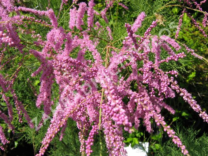 Tamaryšek čtyřmužný - Tamarix tetrandra