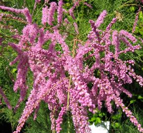 Tamaryšek čtyřmužný - Tamarix tetrandra