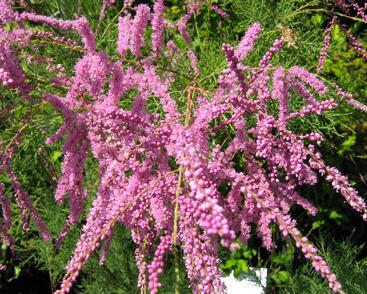 Tamaryšek čtyřmužný