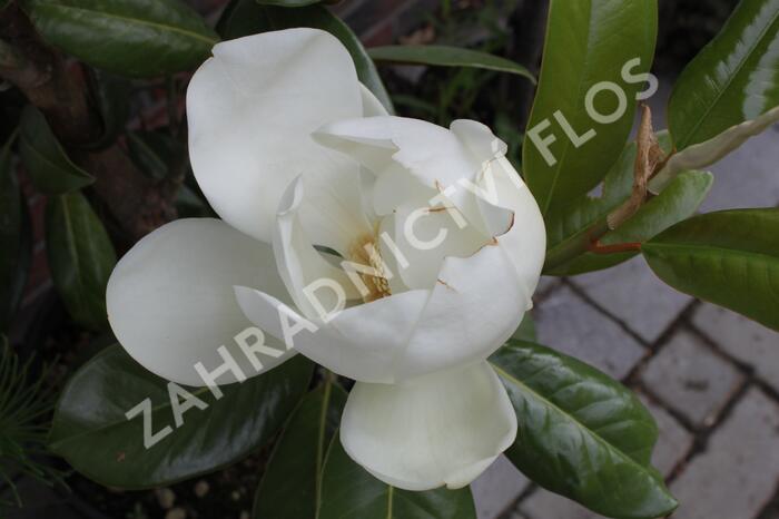 Šácholan velkokvětý 'Maryland' - Magnolia grandiflora 'Maryland'