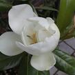 Šácholan velkokvětý 'Maryland' - Magnolia grandiflora 'Maryland'