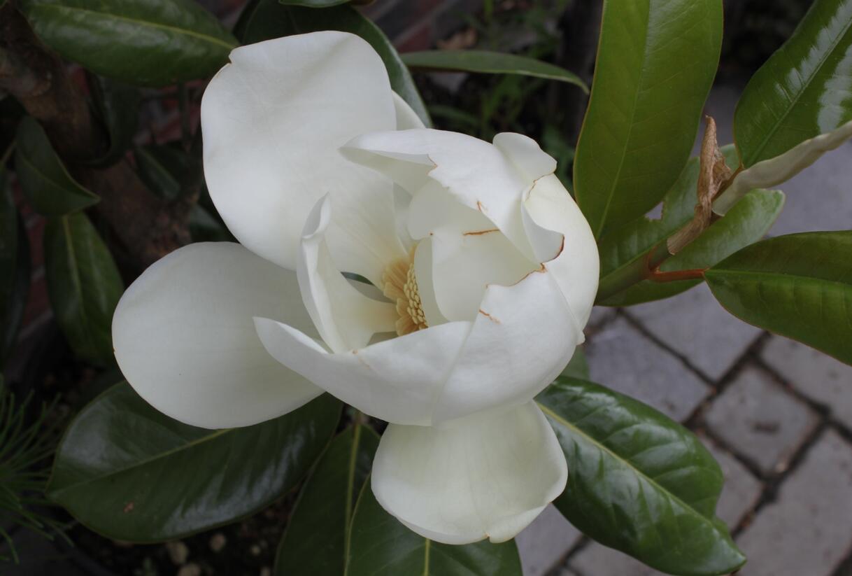 Šácholan velkokvětý 'Maryland' - Magnolia grandiflora 'Maryland'