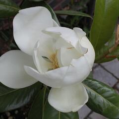 Šácholan velkokvětý 'Maryland' - Magnolia grandiflora 'Maryland'
