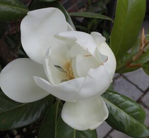 Šácholan velkokvětý 'Maryland' - Magnolia grandiflora 'Maryland'