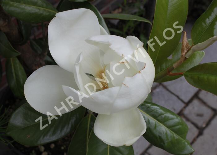 Šácholan velkokvětý 'Maryland' - Magnolia grandiflora 'Maryland'