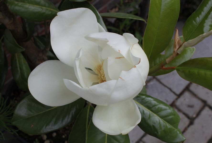 Šácholan velkokvětý 'Maryland' - Magnolia grandiflora 'Maryland'
