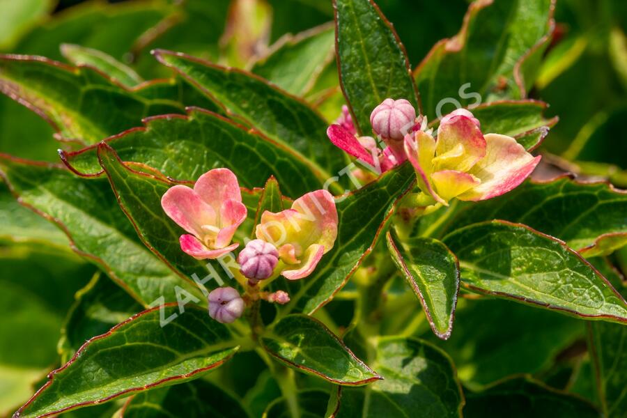 Hortenzie velkolistá 'Leuchtfeuer' - Hydrangea macrophylla 'Leuchtfeuer'