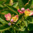 Hortenzie velkolistá 'Leuchtfeuer' - Hydrangea macrophylla 'Leuchtfeuer'