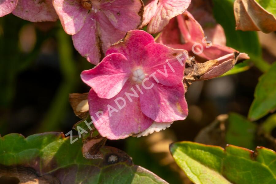 Hortenzie velkolistá 'Leuchtfeuer' - Hydrangea macrophylla 'Leuchtfeuer'