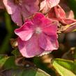 Hortenzie velkolistá 'Leuchtfeuer' - Hydrangea macrophylla 'Leuchtfeuer'