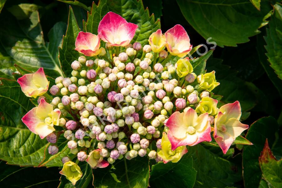 Hortenzie velkolistá 'Leuchtfeuer' - Hydrangea macrophylla 'Leuchtfeuer'