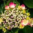 Hortenzie velkolistá 'Leuchtfeuer' - Hydrangea macrophylla 'Leuchtfeuer'