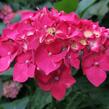 Hortenzie velkolistá 'Leuchtfeuer' - Hydrangea macrophylla 'Leuchtfeuer'