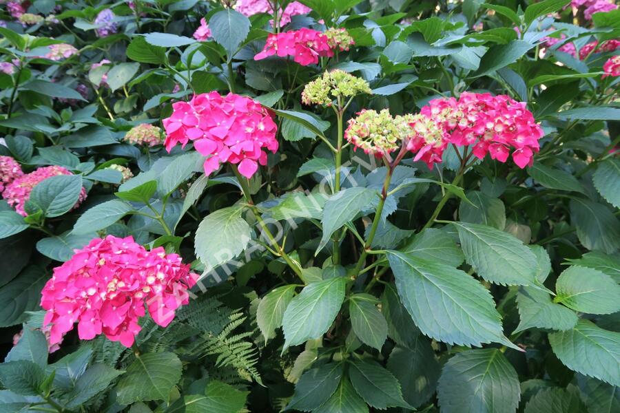 Hortenzie velkolistá 'Leuchtfeuer' - Hydrangea macrophylla 'Leuchtfeuer'